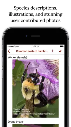 Bumble Bee Watch iPhone image 2