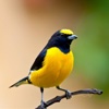 Songbirds Wallpapers HD-Quotes and Art Pictures