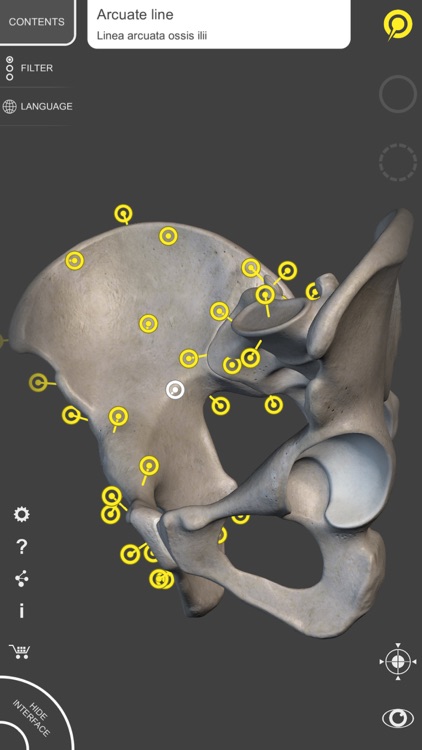 Skeleton - 3D Atlas of Anatomy