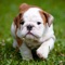 10,000+ Cute Baby Pet Pictures & wallpapers