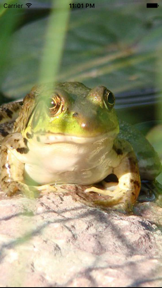 Frog  Sounds - Toad, Greenhouse Frog screenshot