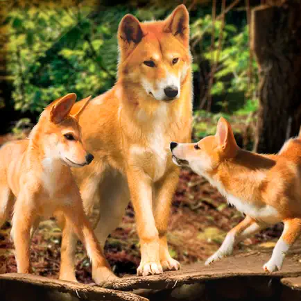 Wild Dingo Dog Survival Simulator 3D Cheats