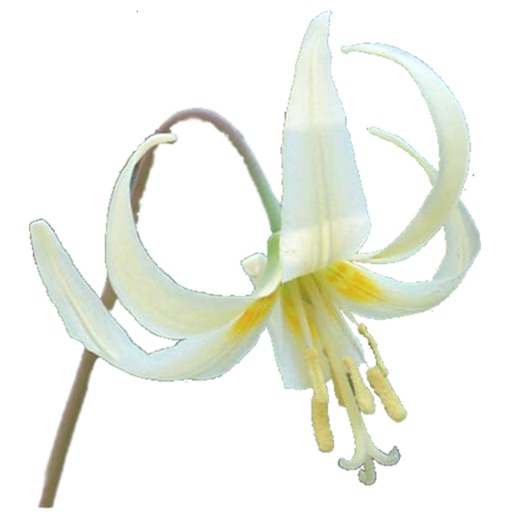 Oregon Wildflowers Download