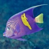 Oman Fish ID - iPhoneアプリ