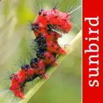 Caterpillar Id USA East Coast App Cancel