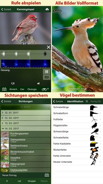 Alle Vögel Österreich - Bestimmen, Identifizieren screenshot-4