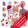 The Human Body Systems icon