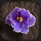 SmartyPlants makes it fun and easy to care for your houseplants and garden