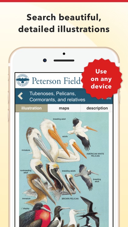 Peterson Bird Field Guide