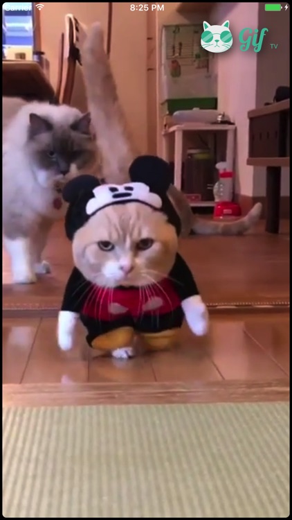 Cat GIF TV