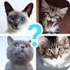 Quiz guess all cute cat breeds - iPhoneアプリ