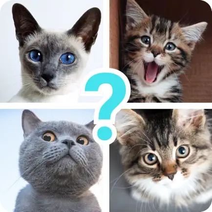 Quiz guess all cute cat breeds Cheats