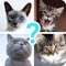 Quiz guess all cute cat breeds