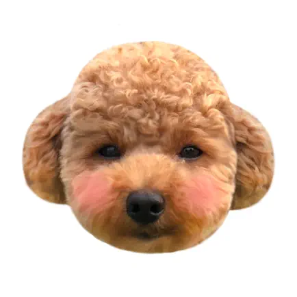 泰迪Poodle Cheats