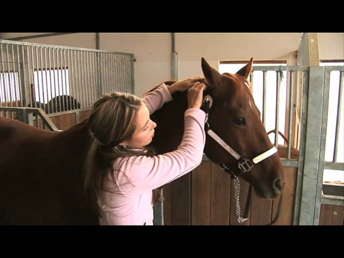 Akupressur beim Pferd