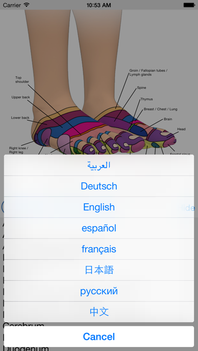 Foot Reflexology Chart Screenshot