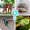 Animals quiz guess mammals zoo