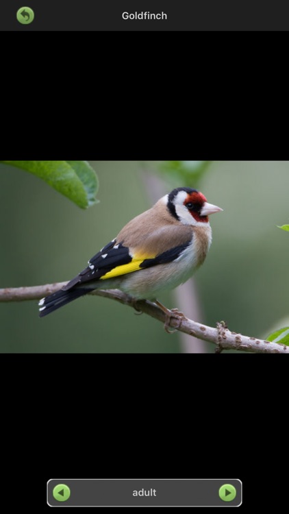Garden Birds of Britain and Ireland