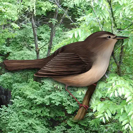 BirdClock Читы
