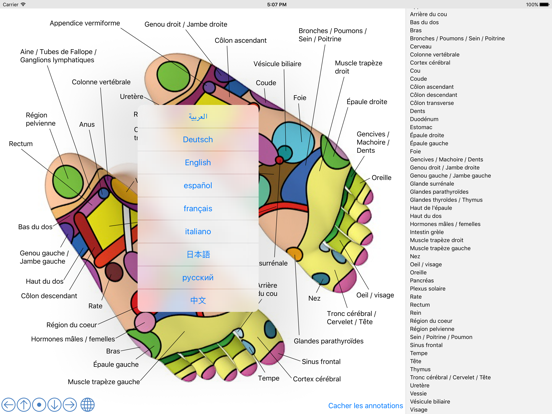 Foot Reflexology Chart iPad screenshot 3 - Health & Fitness app