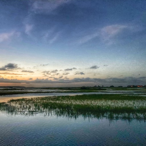 Marsh Sounds for Sleeping