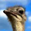 Furious Ostrich Simulator delete, cancel