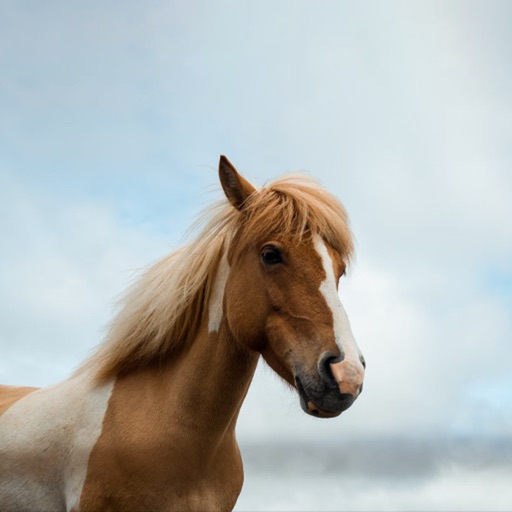 Equestrian Sounds for Dogs