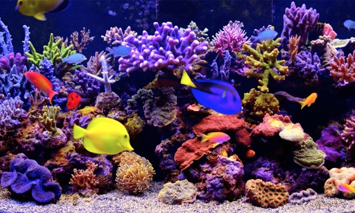 Amаzing Aquarium icon