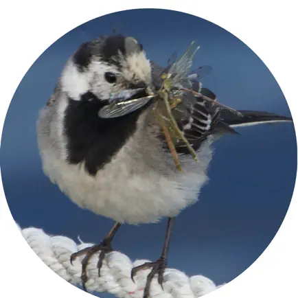 My_Birds Читы
