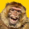 Funniest Animal Expressions icon