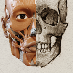 ‎Anatomie 3D pour l'Artiste