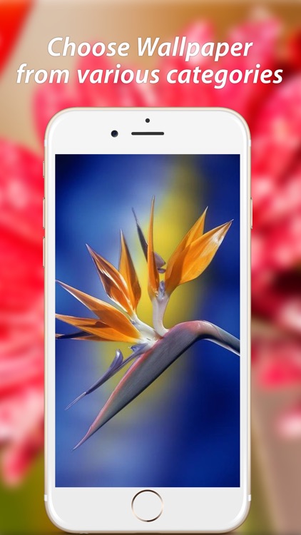 Amazing Flower Wallpapers HD screenshot-3