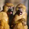 Monkey Sounds Pro