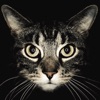 Cat Breeds guide and quiz icon