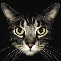 Cat Breeds guide and quiz
