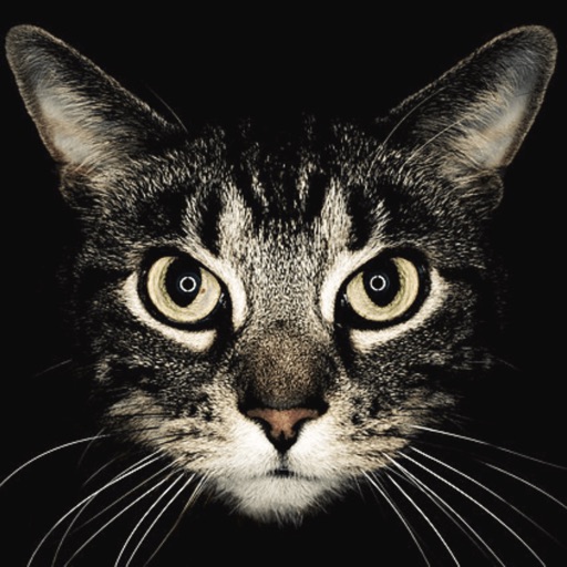 Cat Breeds guide and quiz icon