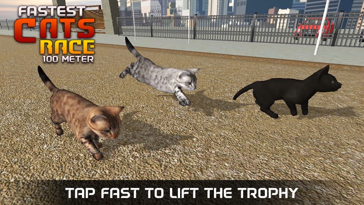 Fastest Pet Cat Racing fun Game