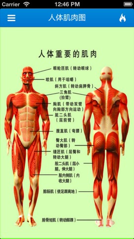 完美肌肉锻炼指南3Dのおすすめ画像1