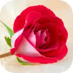 Rose HD Wallpapers App Contact