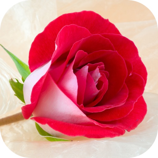 Rose HD Wallpapers icon