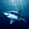 Sharks 101-Safety Tips for the Seaside