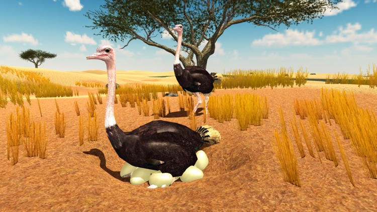 Furious Ostrich Simulator by Imran Sohail