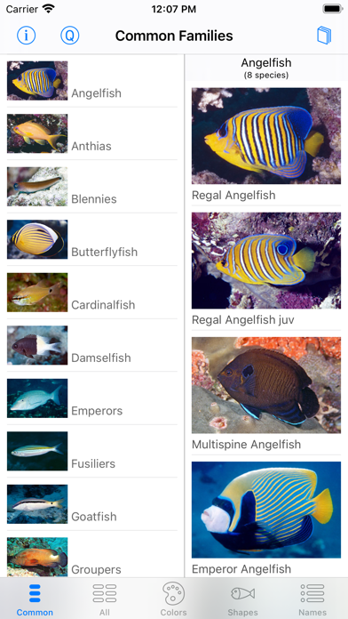 Red Sea Fish ID Screenshot