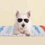 Get Adorable Animals! for iOS, iPhone, iPad Aso Report