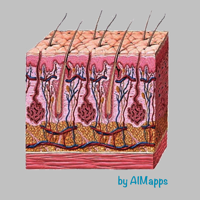 Dermatology AIMapps