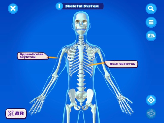 U.S. Army STARS Anatomy