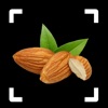 Nut Identifier: Seed ID