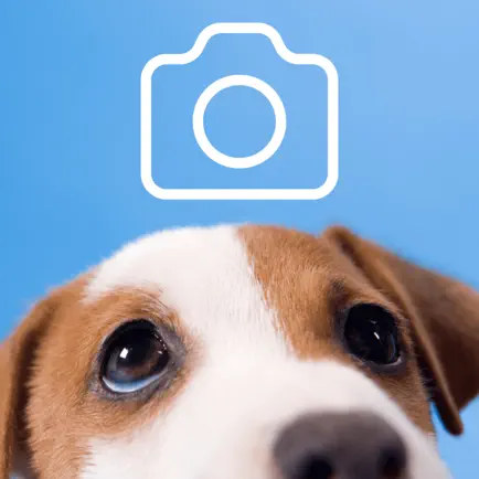 Dog Pictures Cheats
