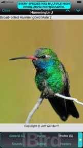 iBird Pro Guide to Birds screenshot