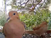 live bird watching ipad resimleri 2